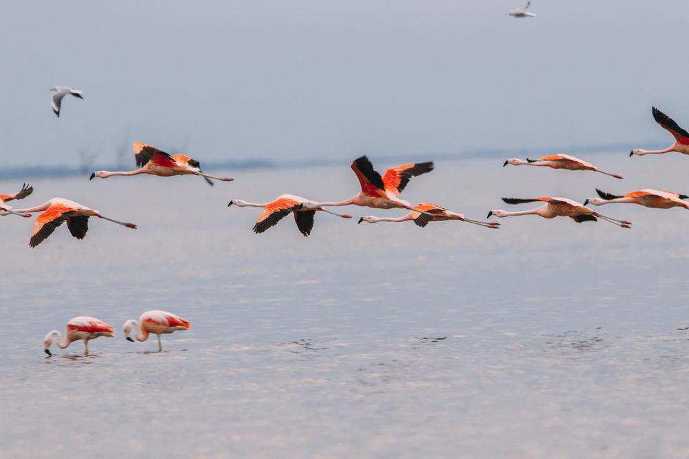los flamencos