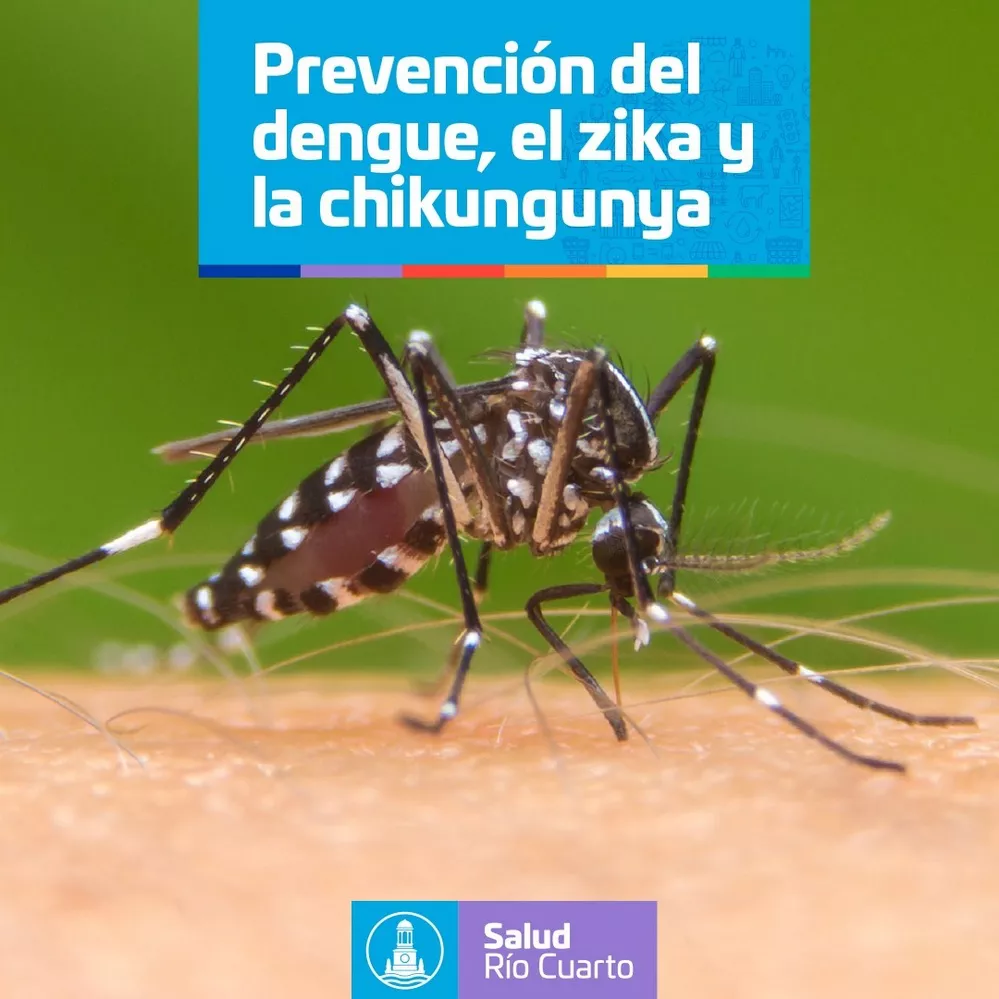 REGION OBJETIVO FOTO MOSQUITO AEDES