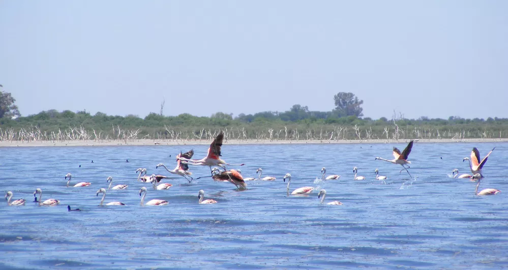 FOTO MIRAMAR DE ANZENUZA FLAMENCOS 1