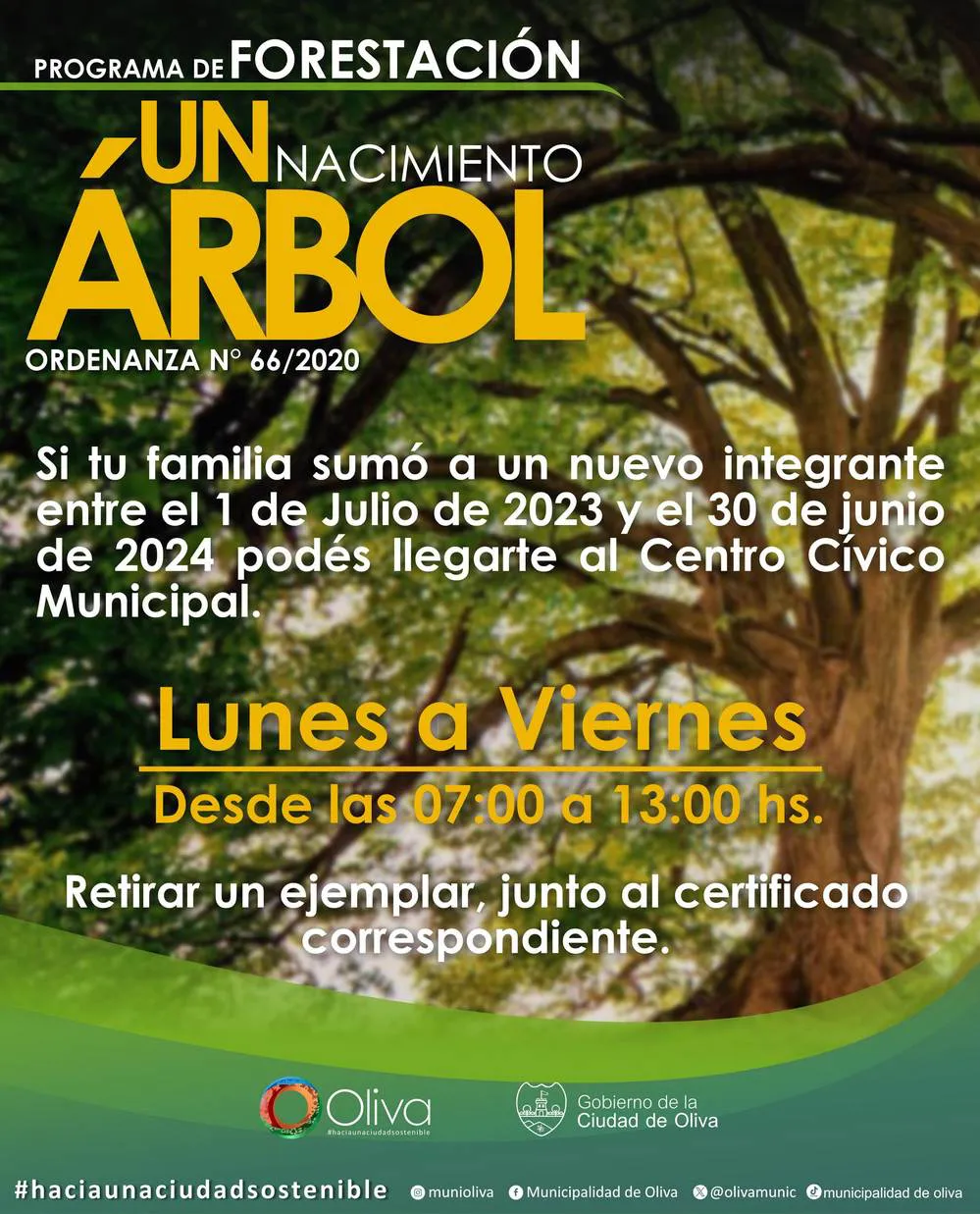 REGION OBJETIVO FOTO OLIVA FORESTACION NACIMIENTO ARBOL
