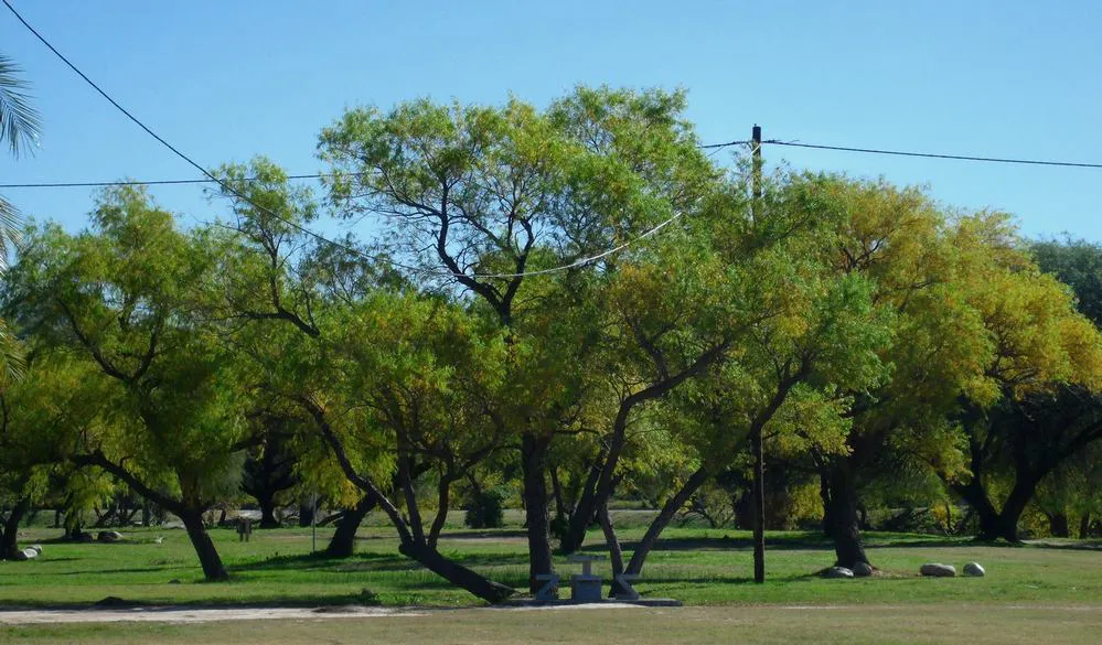 REGION OBJETIVO FOTO CRUZ DEL EJE PARQUE DE LA DEMOCRACIA FACE 1