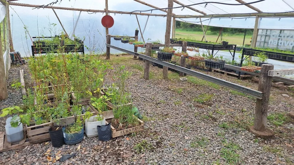 REGION OBJETIVO FOTO SAN FRANCISCO VIVERO MUNICIPAL GEN NATIVO 2