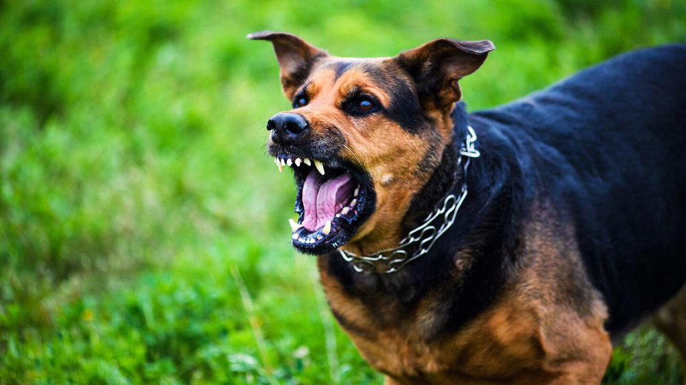 perro