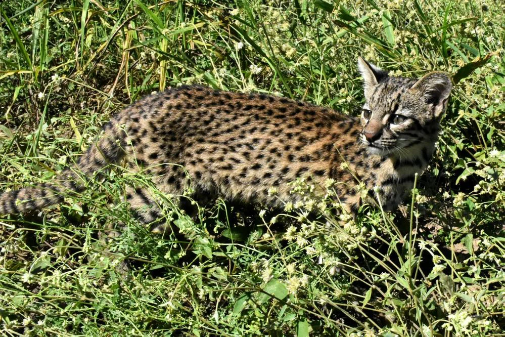 REGION OBJETIVO FOTO LA PARA LIBERACION FAUNA 2