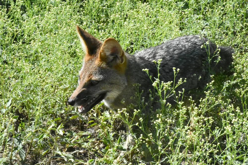 REGION OBJETIVO FOTO LA PARA LIBERACION FAUNA 3