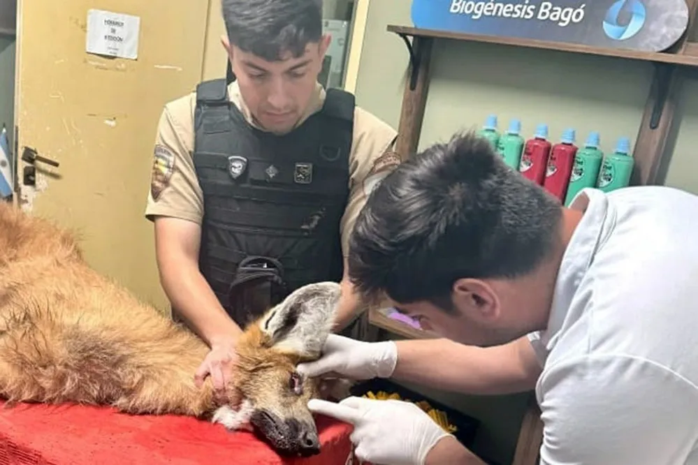 REGION OBJETIVO FOTO SAIRA RESCATE AGUARA GUAZU