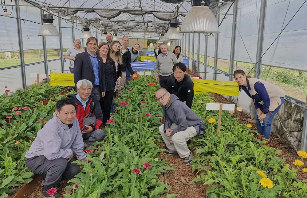 REGION OBJETIVO FOTO BELL VILLE REUNION JAPONESES BV FLORECE 1