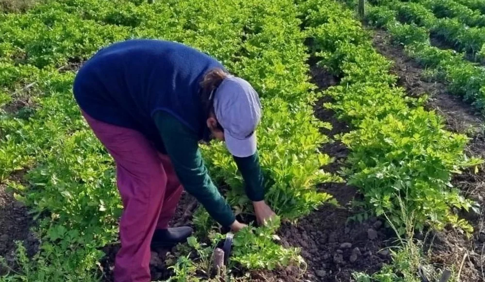 REGION OBJETIVO FOTO HUERTAS FAMILIARES PCIA