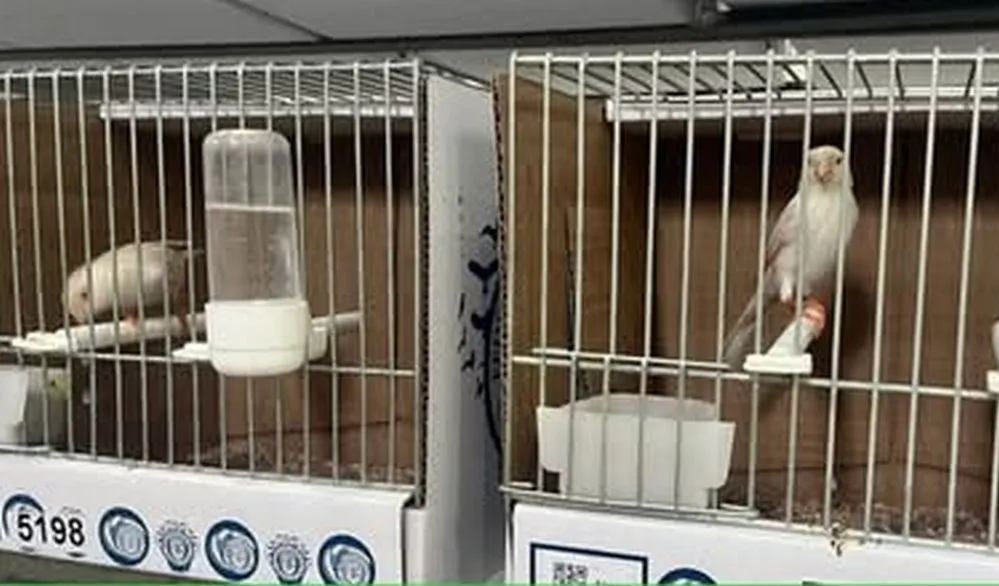 REGION OBJETIVO FOTO SAN FRANCISCO CANARIO EL PERIODICO