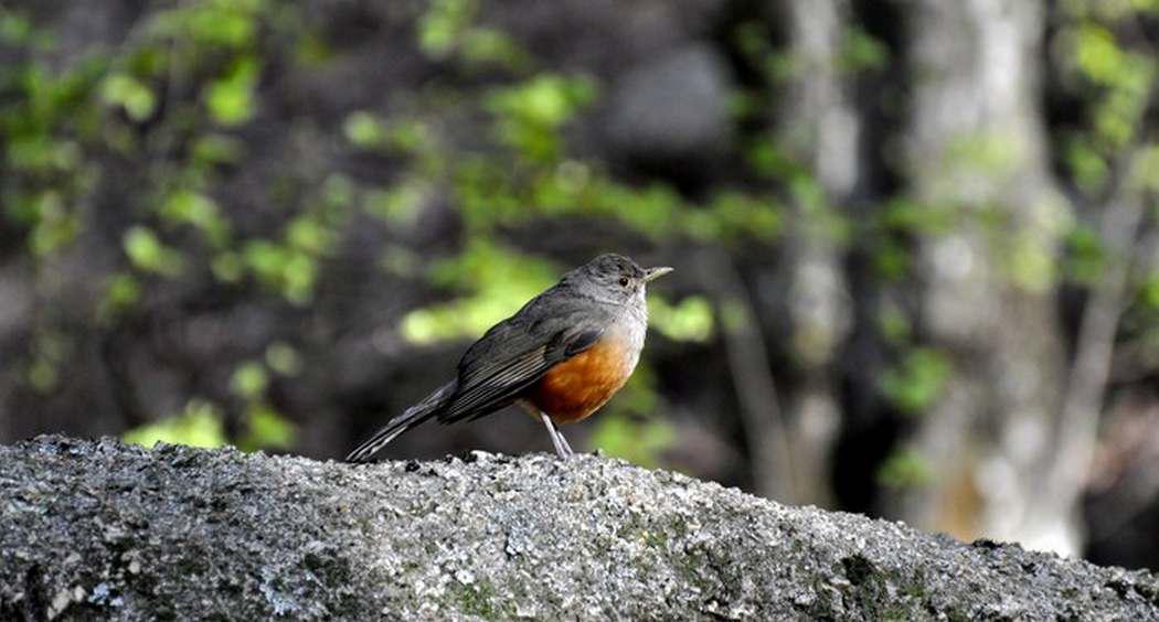 11- 9  La Cumbrecita