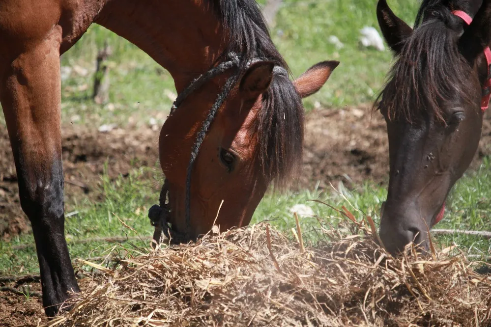 REGION OBJETIVO FOTO SAN FRANCISCO IPEA CABALLOS ALFALFA 2