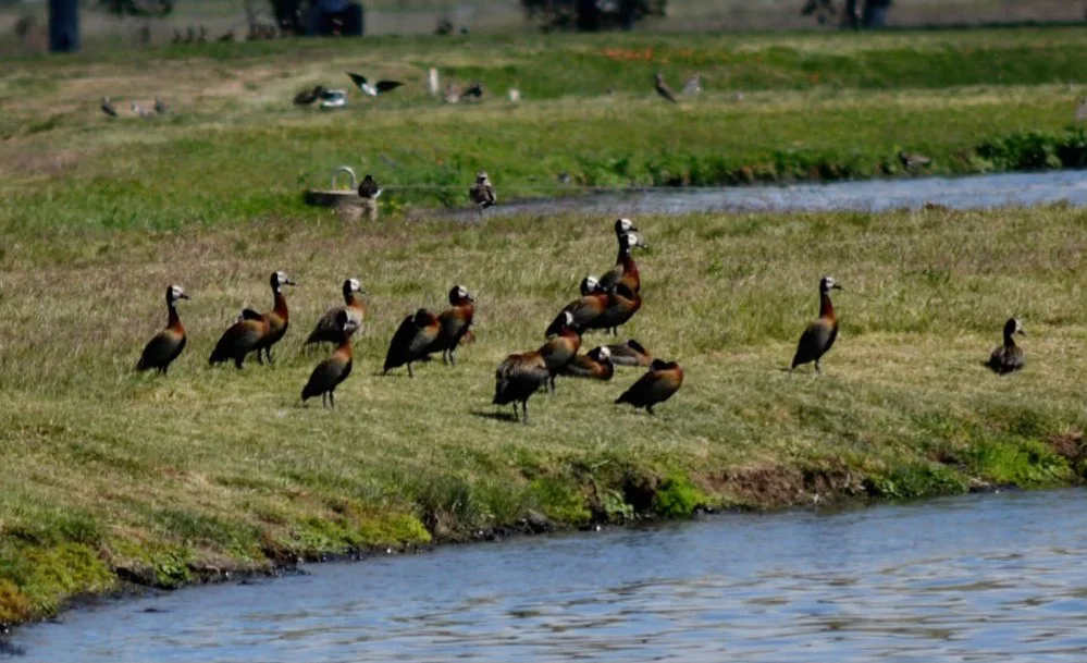 REGION OBJETIVO FOTO SAN FRANCISCO AVISTAJE DE AVES PLANTA AMOS 1