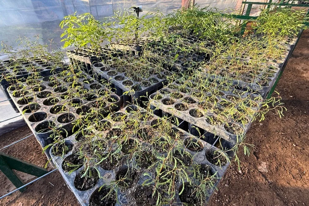 REGION OBJETIVO FOTO DESPEÑADEROS GEN NATIVO VIVERO nativas-3