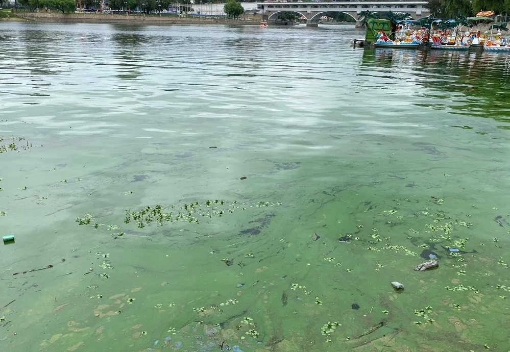 REGION OBJETIVO FOTO VILLA CARLOS PAZ CIANOBACTERIAS LAGO