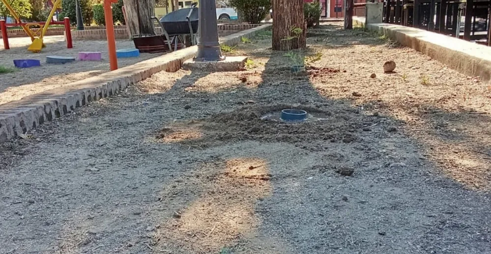 REGION OBJETIVO FOTO NONO FORESTACIÓN PLAZA RAMCC